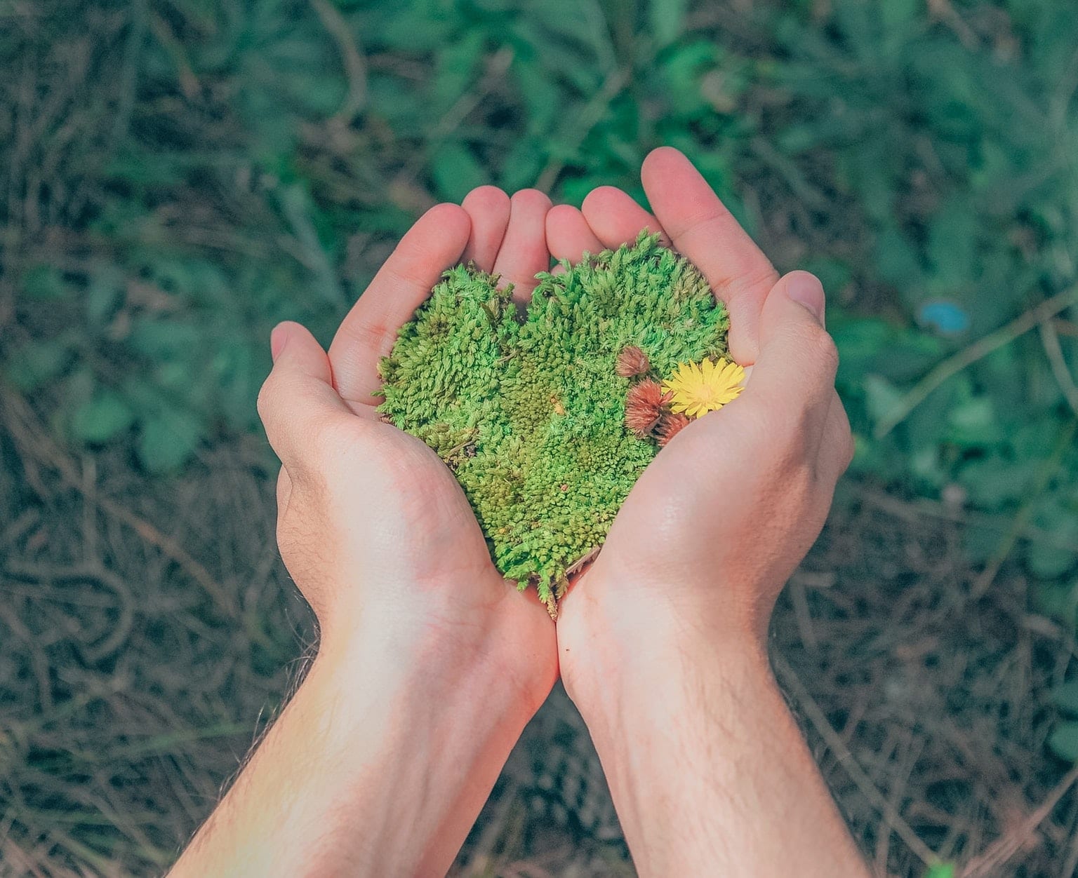 Hands holding grass