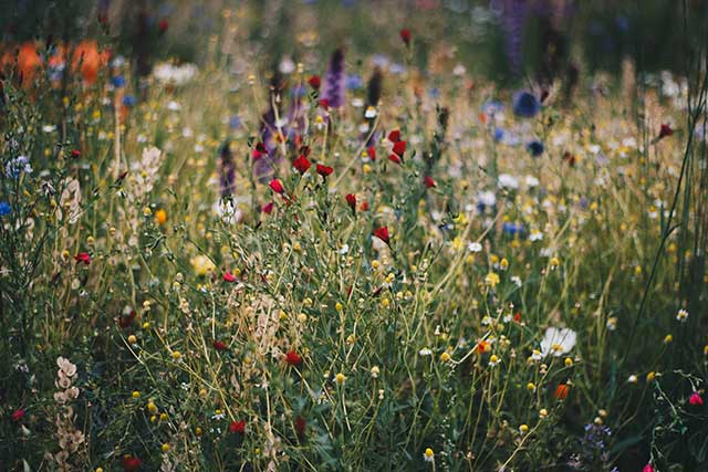 Blue White And Red Poppy Flower Field 712876 640