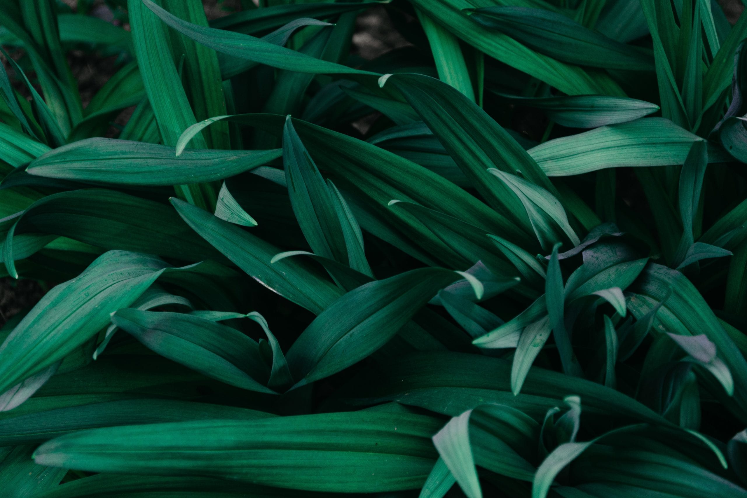 Macro Photograph Of Grass 1090977