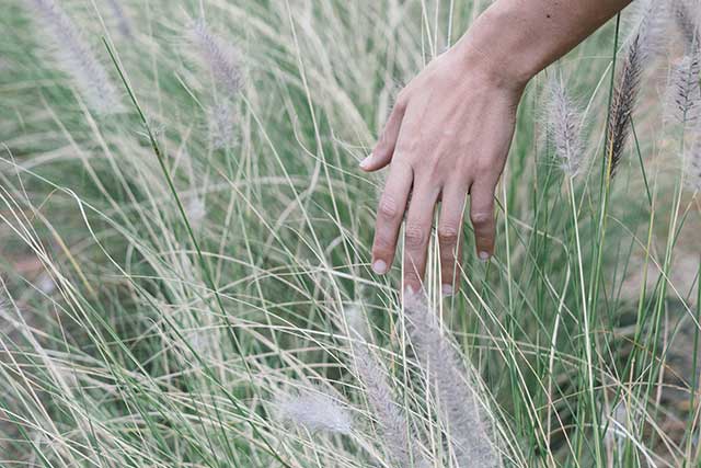 Person Holding White Dandelion Flower