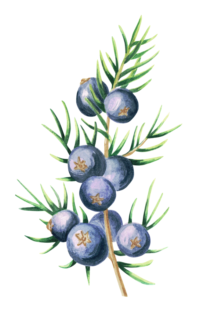 Juniper