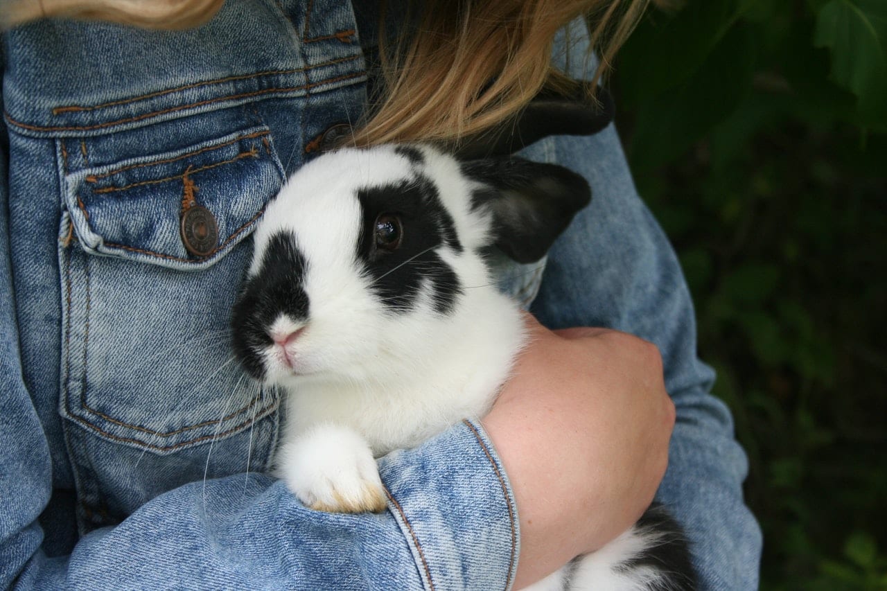 child holding rabbit